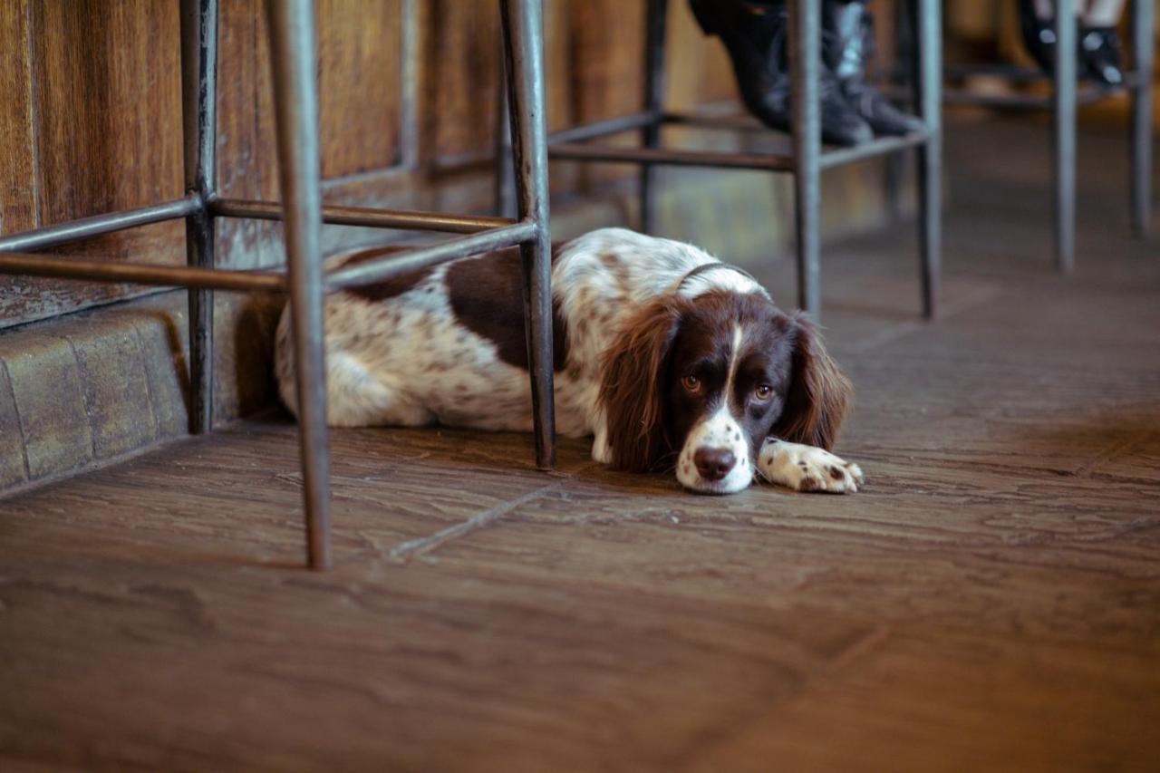 The Rising Sun Inn West Bagborough エクステリア 写真